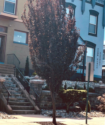 A large Crimson Pointe™ Flowering Plum planting in a city landscape, showing off the tight, columnar shape and the dark purple foliage