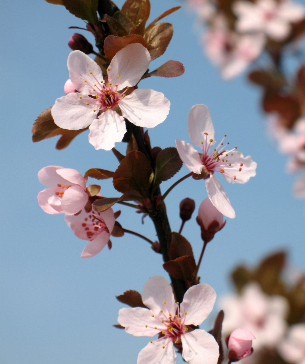 A closeup of the light pink, five-petaled blooms of the Crimson Pointe™ Flowering Plum as the dark purple foliage begins to emerge against a bright blue sky