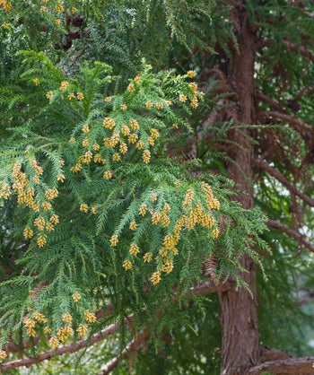 Radicans Japanese Cedar up close shot of textured evergreen needles and branches.