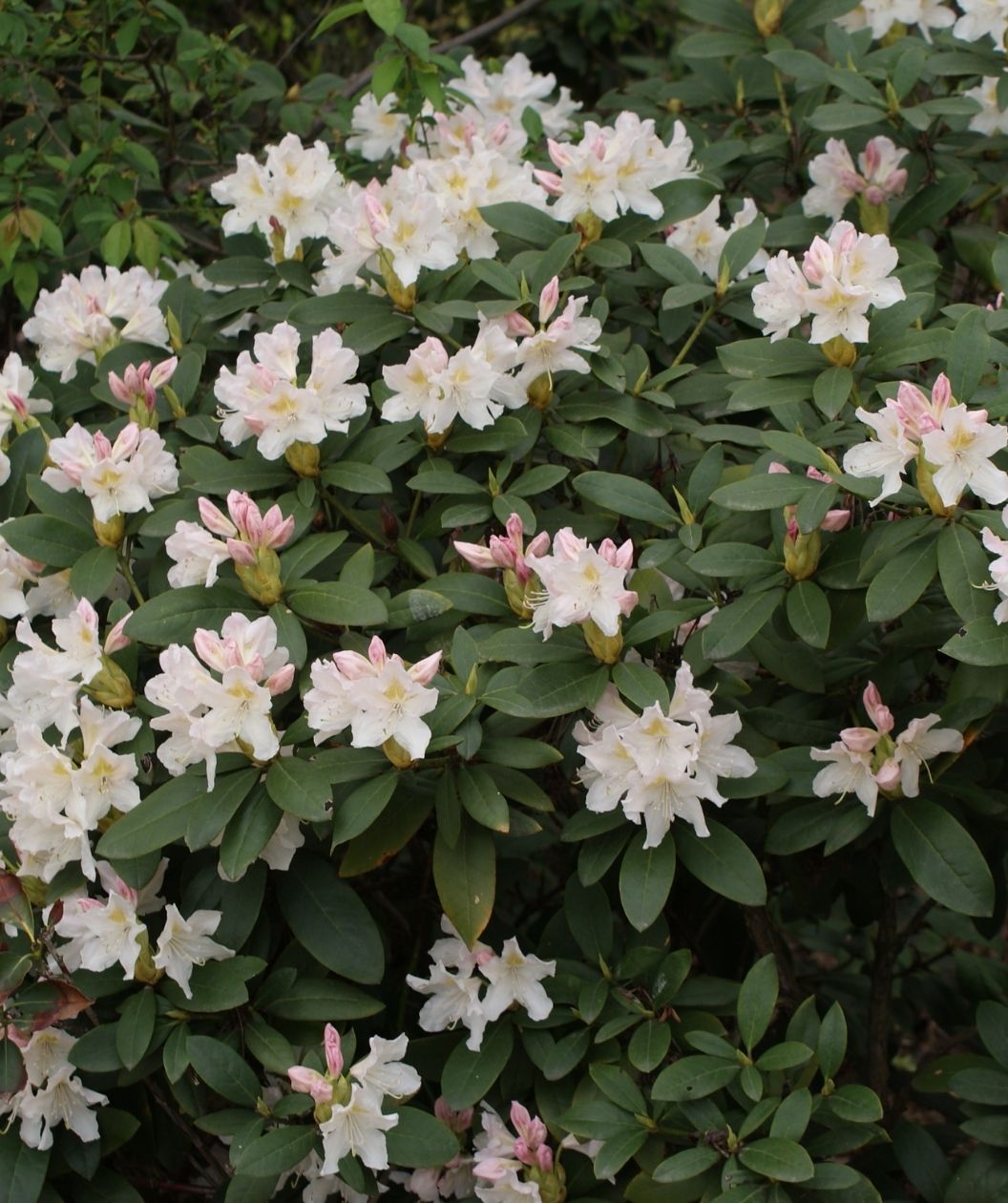 Cunningham's White Rhododendron | 2XL SHRUB | 30-36 in. wide, 24-30 in. tall | Ships in