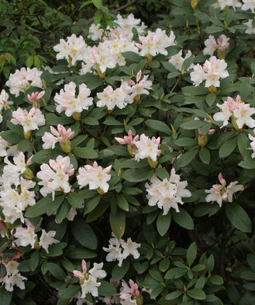 Cunningham's White Rhododendron | 2XL SHRUB | 30-36 in. wide, 24-30 in. tall | Ships in