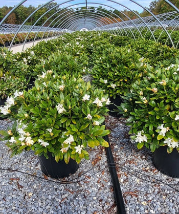 house plant rhododendron Cunningham's White Rhododendron | 2XL SHRUB | 30-36 in. wide, 24-30 in. tall | Ships in