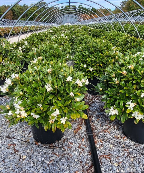Cunningham's White Rhododendron | 2XL SHRUB | 30-36 in. wide, 24-30 in. tall | Ships in
