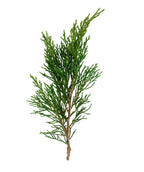 Murray Cypress foliage on white background