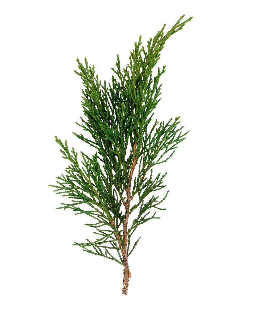 Murray Cypress