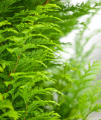 Murray Cypress close up of green feathery foliage