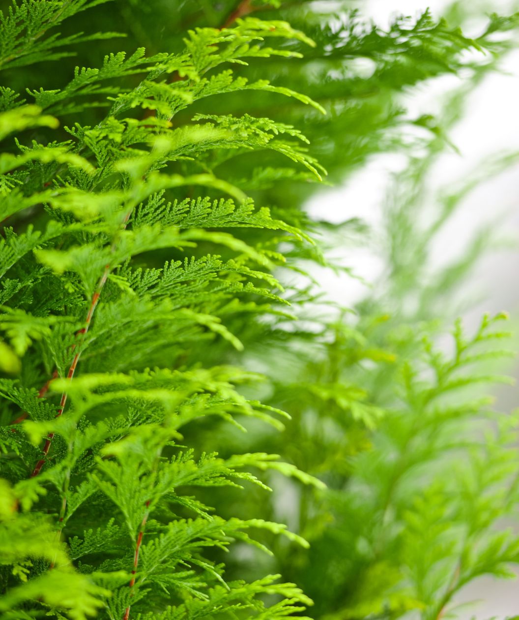 Murray Cypress close up of green feathery foliage