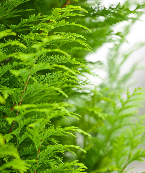 Murray Cypress Tree - 1 Gallon Large Size, Fast Growing Evergreen For Privacy Screen & Landscaping