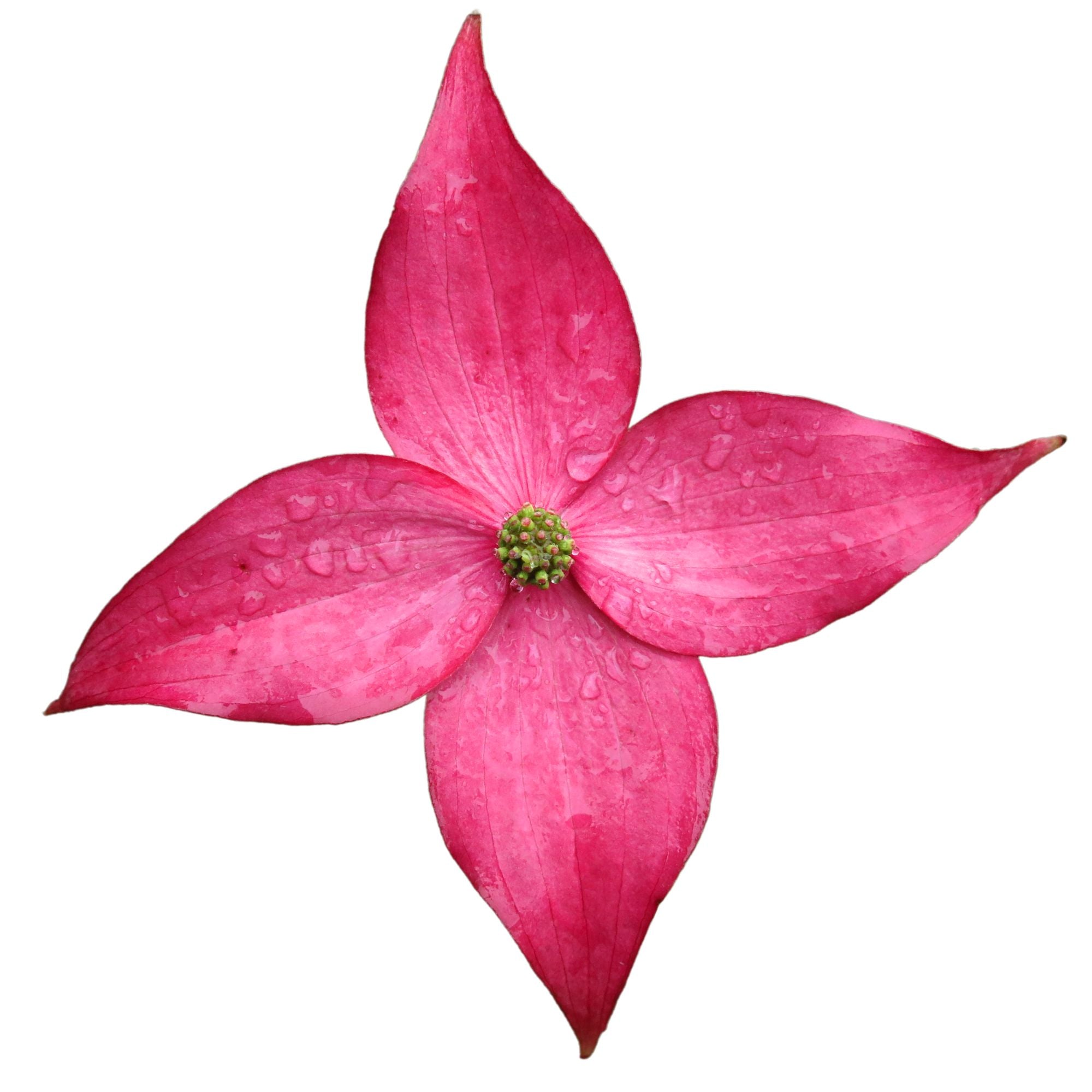 Shop mature flowering dogwood trees for your landscape