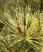Dragon's Eye Pine tree close up of multi-colored needles in the landscape