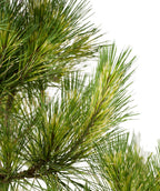 Dragon's Eye Pine tree close up of multi-colored needles