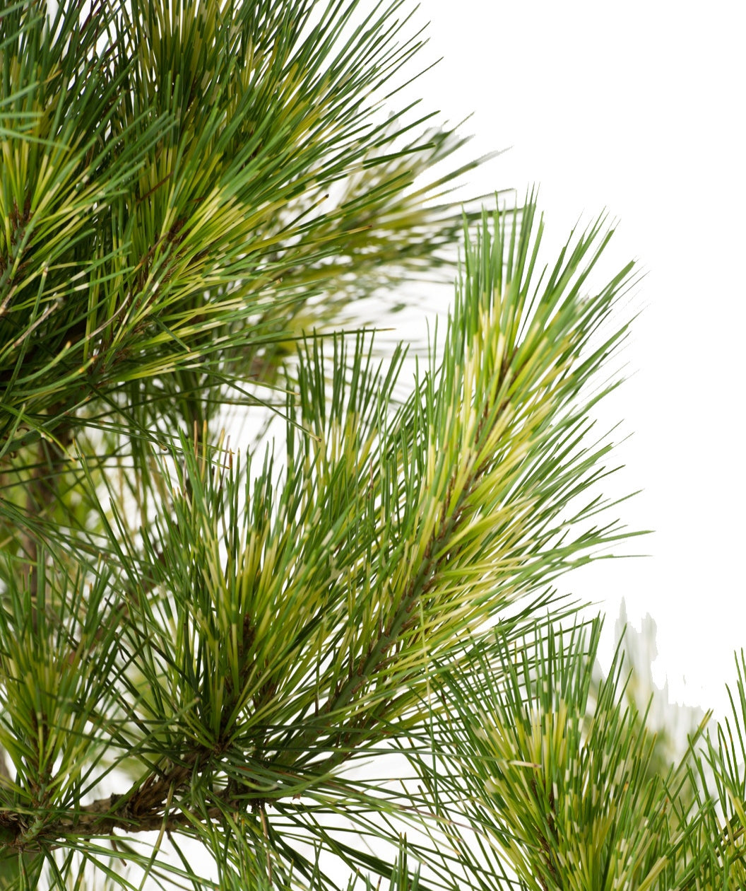 Dragon's Eye Pine tree close up of multi-colored needles