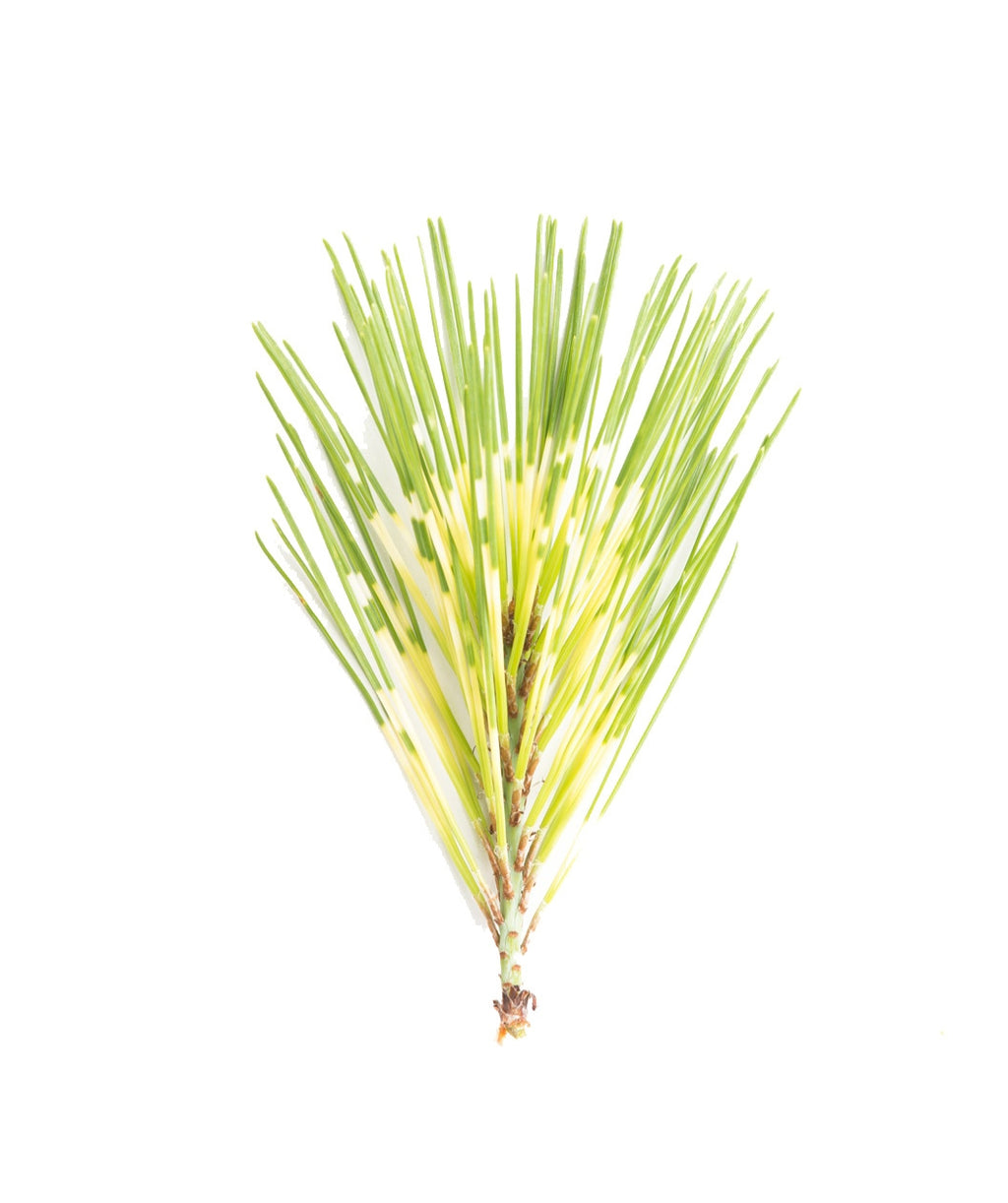 Dragon's Eye Pine tree needles on white background