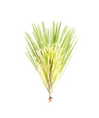 Dragon's Eye Pine tree needles on white background