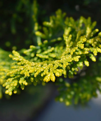 Close up of the Dwarf Slender Hinoki Cypress tree branch