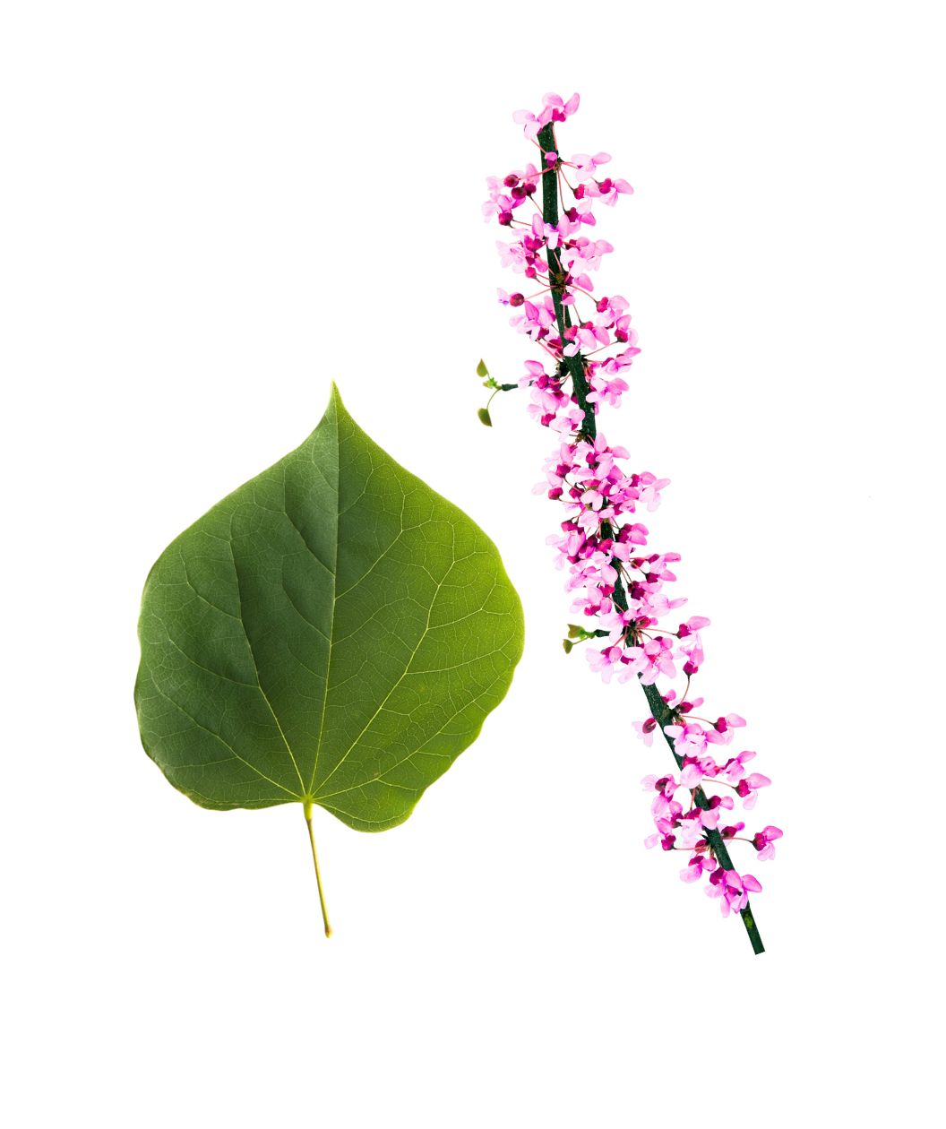 Eastern Redbud