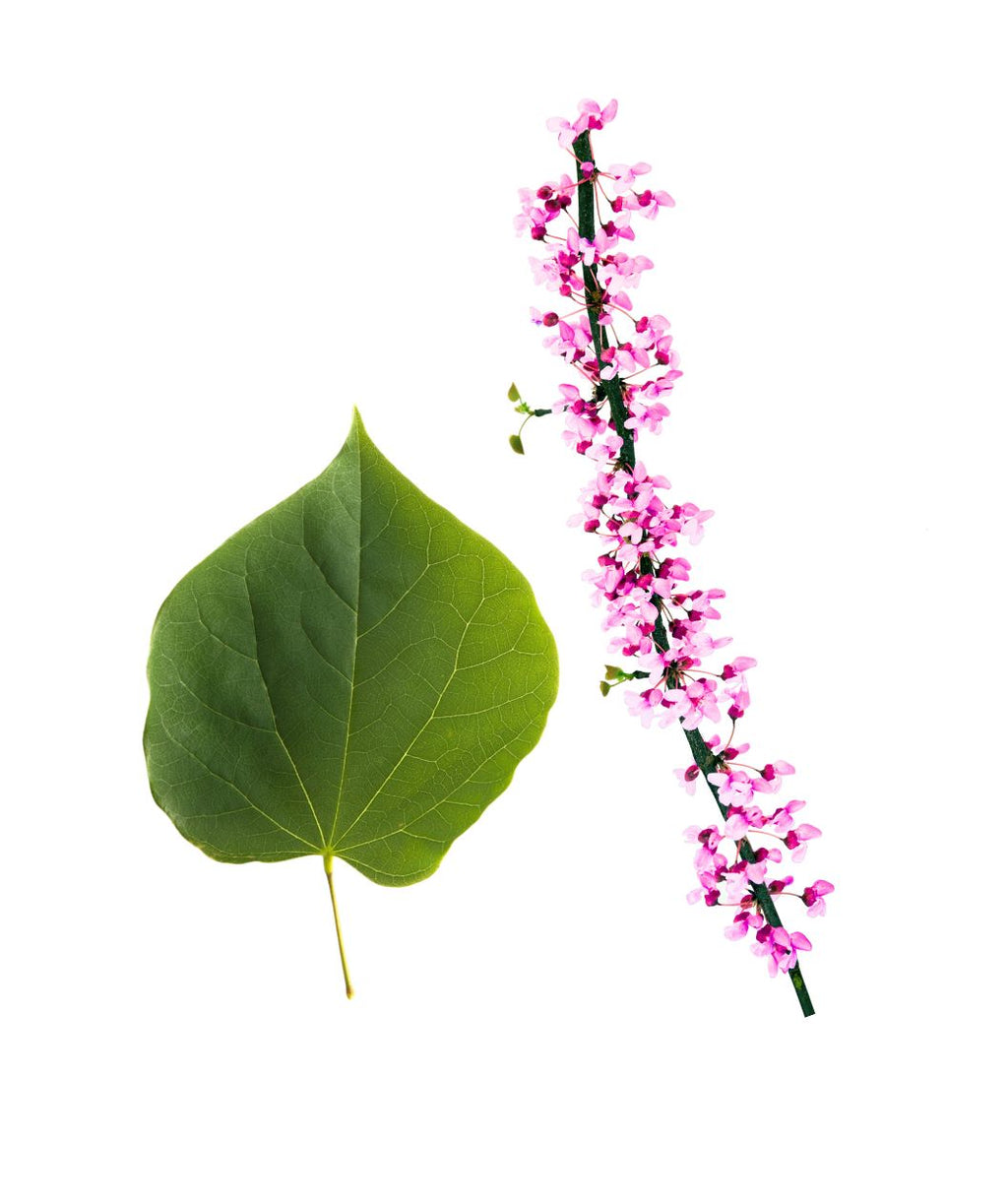 Eastern Redbud Pink flower branch and green leaf on a white background