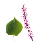 Eastern Redbud Pink flower branch and green leaf on a white background