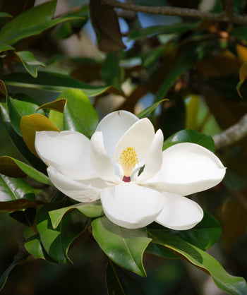 White bloom and green leaves of the Edith Bogue Magnolia tree are Bower & Branch