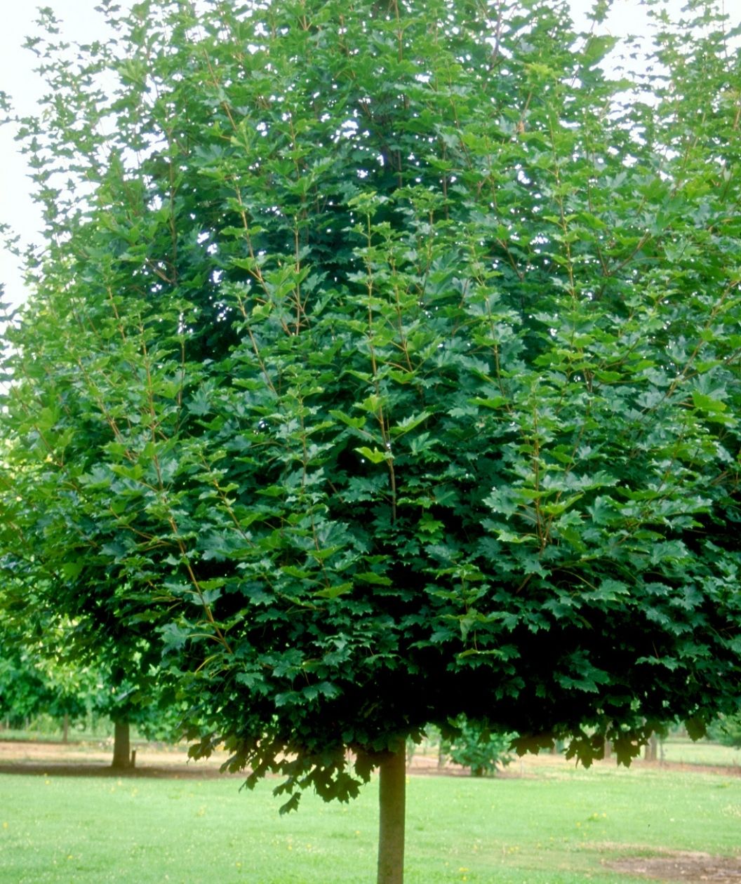 Dense rounded canopy of rich green leaves on a neatly shaped tree in a park-like landscape