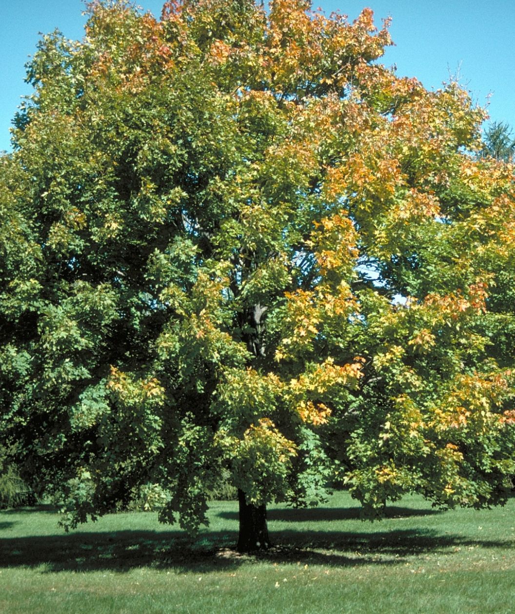 Emerald Queen Norway Maple