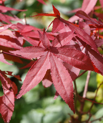 Emperor I Japanese Maple tree close up image of its deep red leaf
