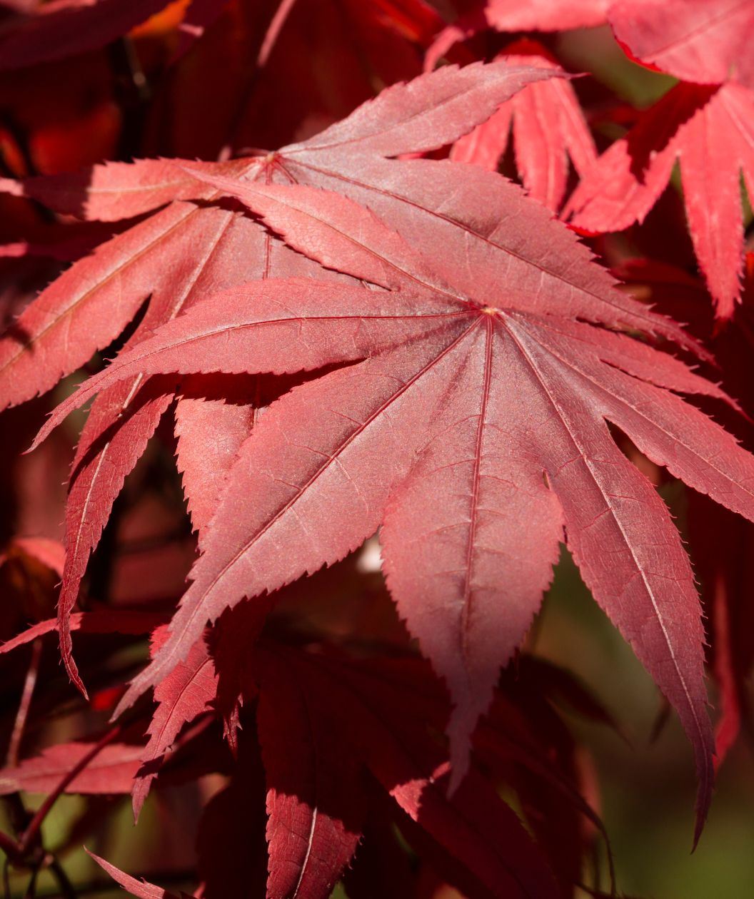 Emperor I Japanese Maple tree close up image of its deep red leaves