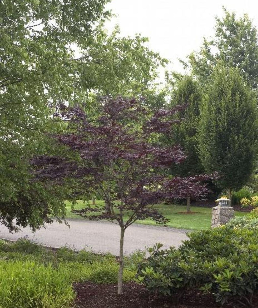 Emperor 1 Japanese Maple planted in the landscape with summer foliage 