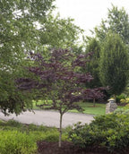 Emperor 1 Japanese Maple planted in the landscape with summer foliage 