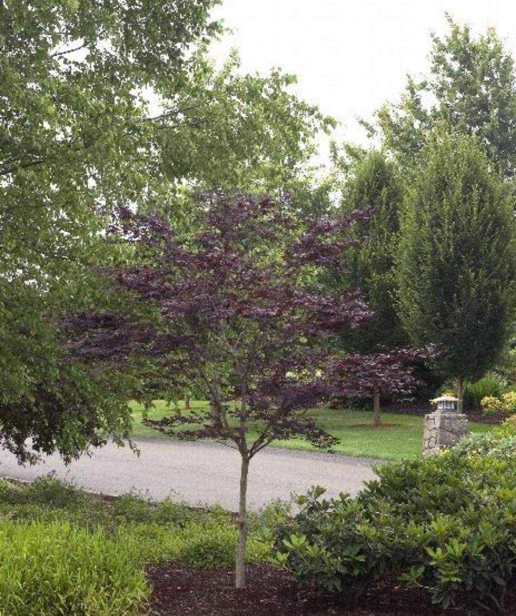 Emperor 1 Japanese Maple planted in the landscape with summer foliage 