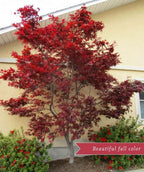 Emperor 1 Japanese Maple planted in the landscape against a house showing fall color foliage