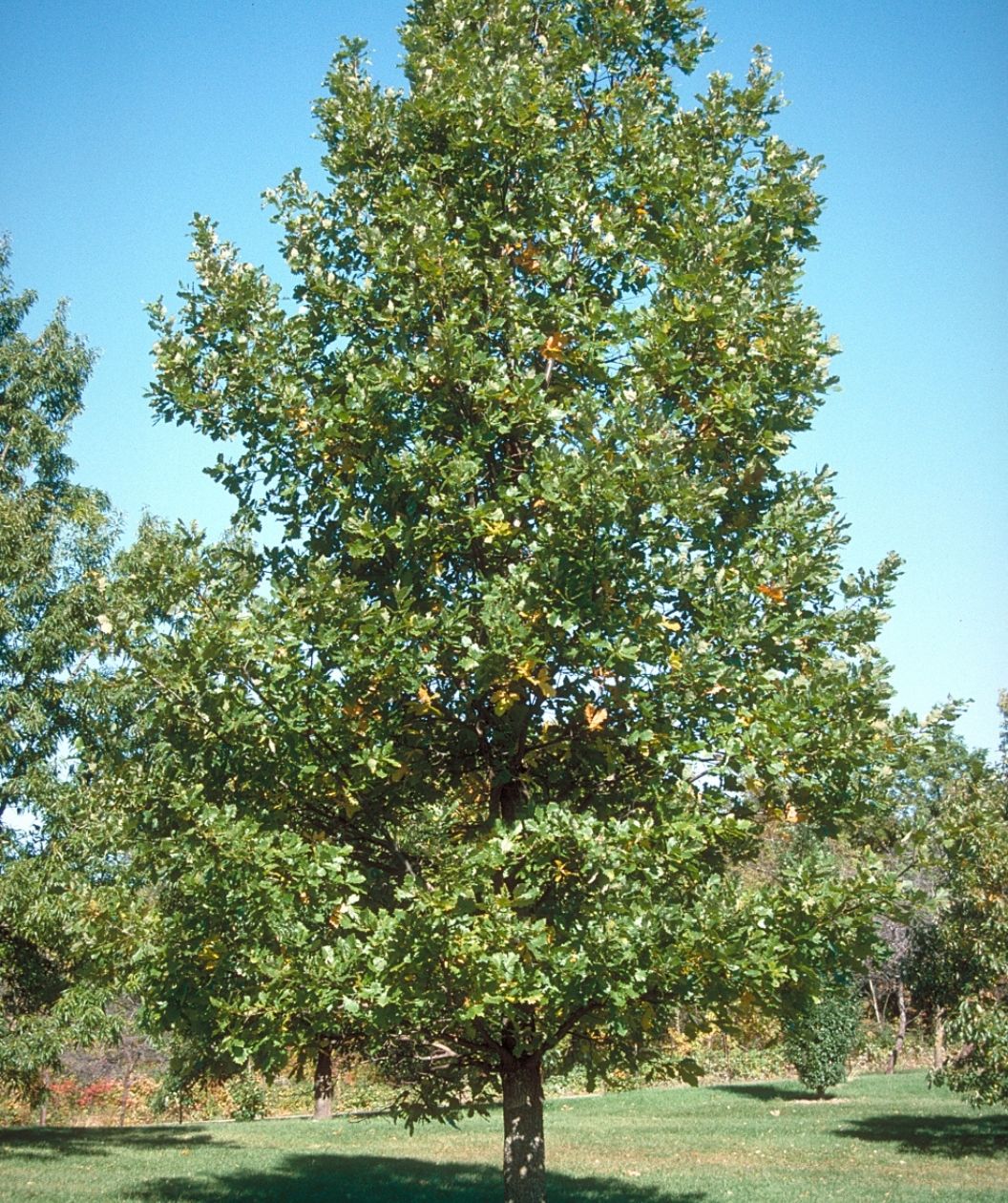 English Oak tree with a broad, leafy green canopy growing in an open lawn under a clear blue sky
