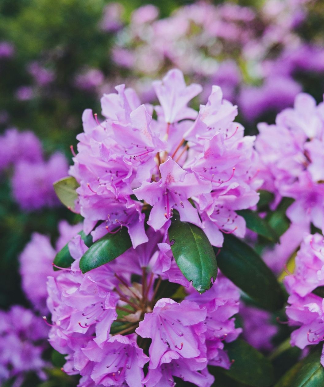 English Roseum Rhododendron
