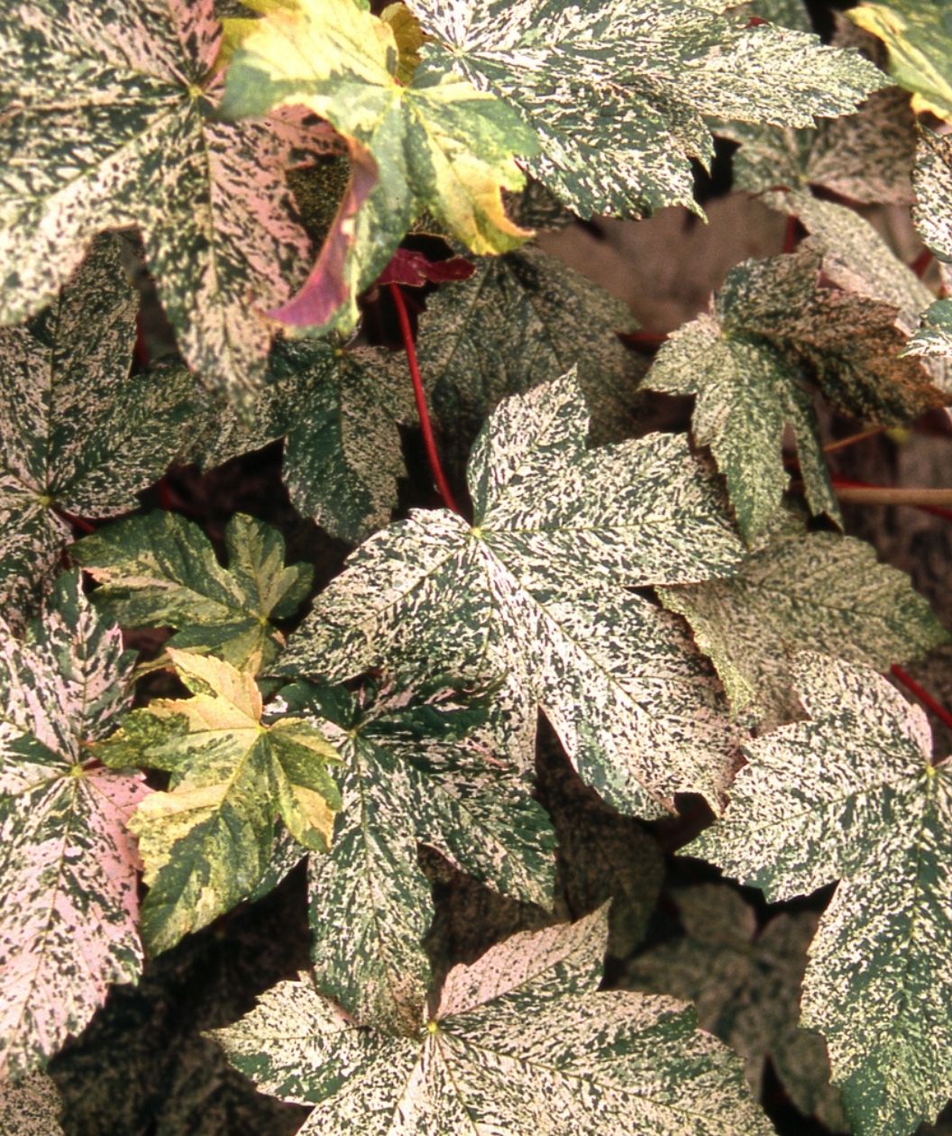 Eskimo Sunset Sycamore Maple foliage with variegated green, cream, and pink leaves in close view