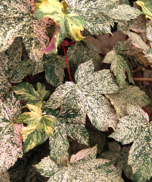 Eskimo Sunset Sycamore Maple foliage with variegated green, cream, and pink leaves in close view