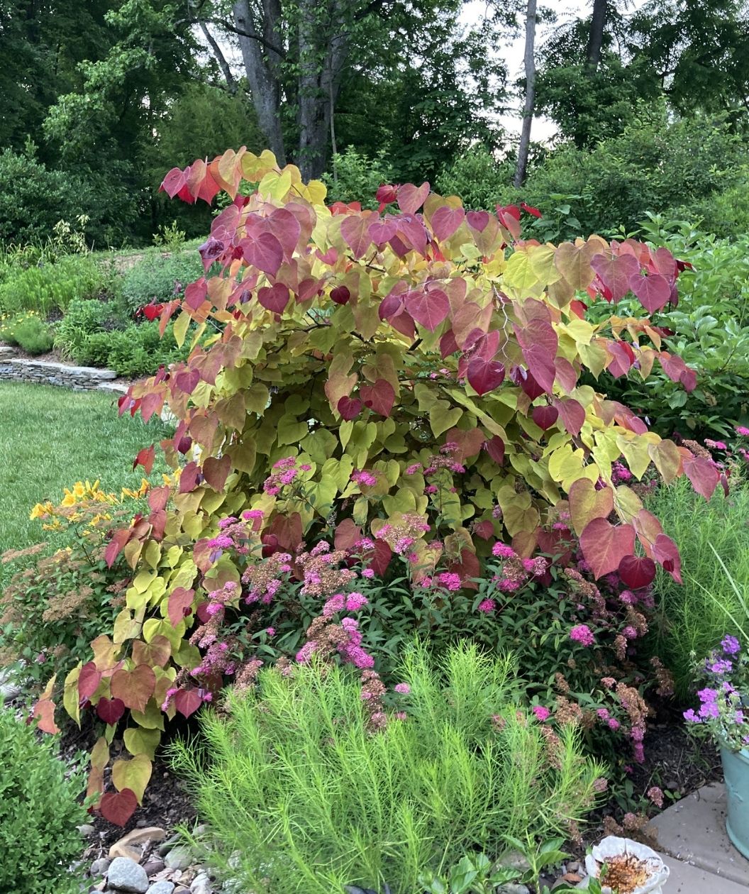Flame Thrower redbud with heart-shaped leaves in shades of chartreuse, orange, and burgundy, growing in a landscaped garden bed with flowering perennials and a wooded backdrop.