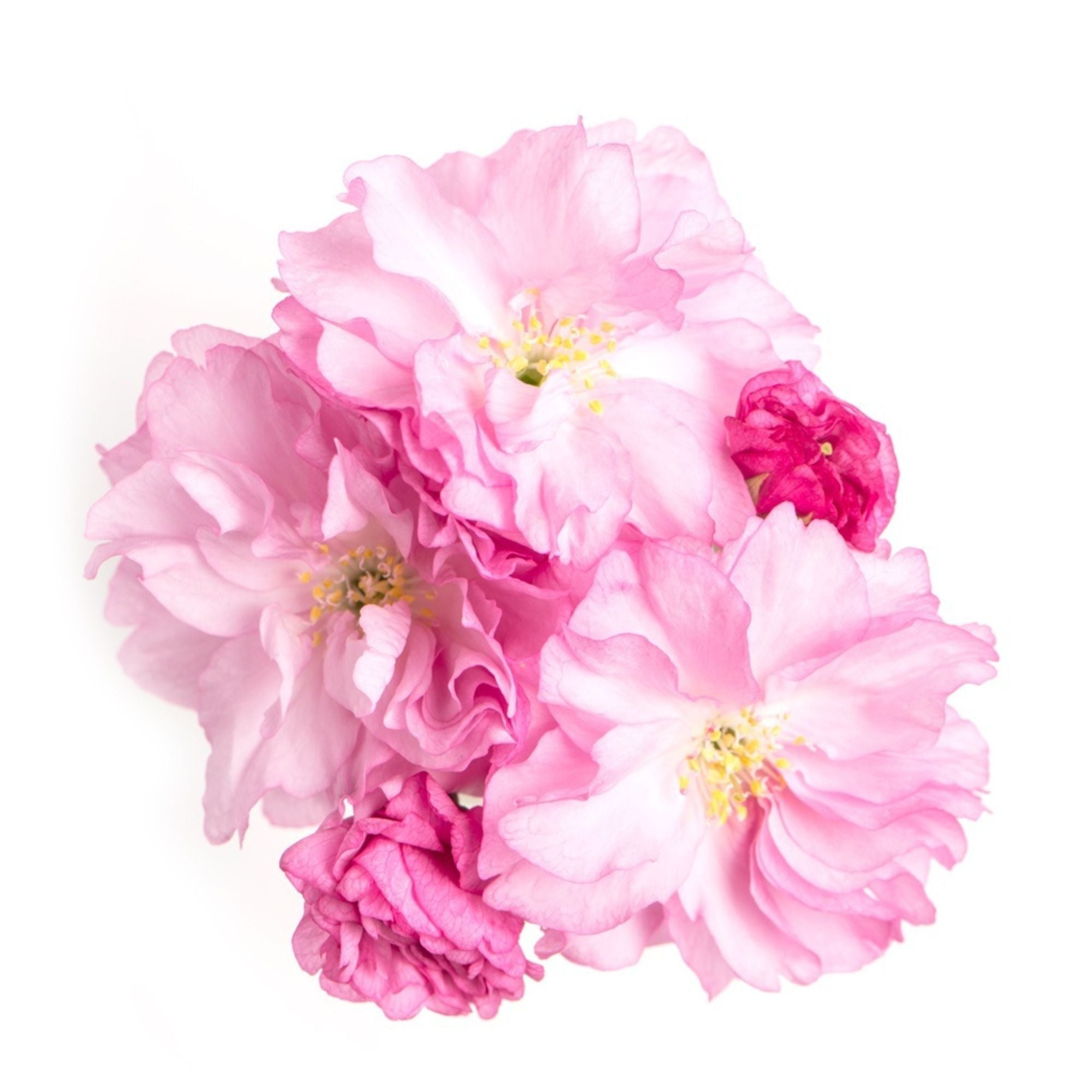 Shop mature flowering cherry trees for your landscape