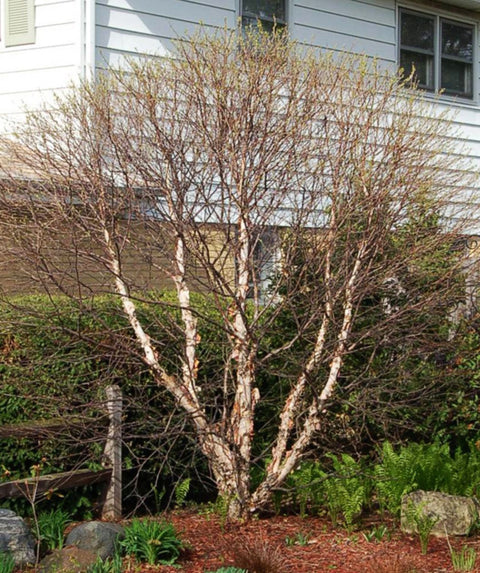 planting river birch near house Fox Valley® River Birch