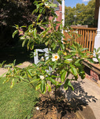 A young Franklin Tree planted in a landscape with the large white blooms and fall color beginning to show on the green foliage.