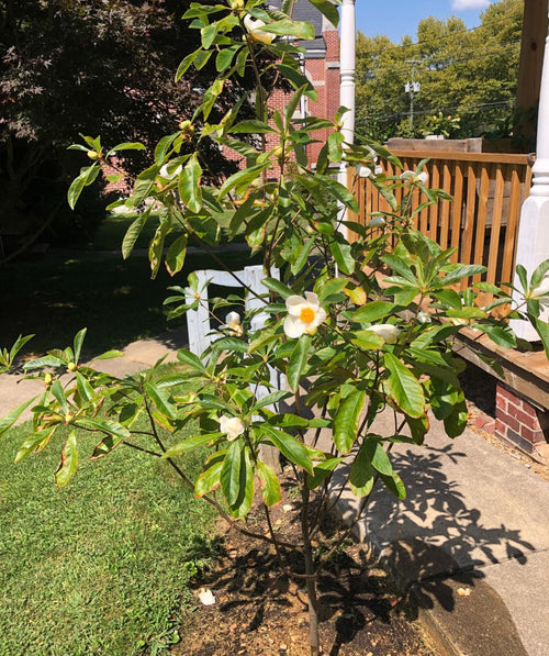 A young Franklin Tree planted in a landscape with the large white blooms and fall color beginning to show on the green foliage.