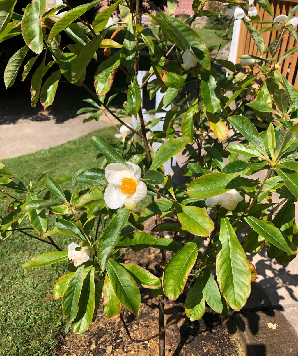 A close up of a young Franklin Tree planted in a landscape with the large white blooms and fall color beginning to show on the green foliage.