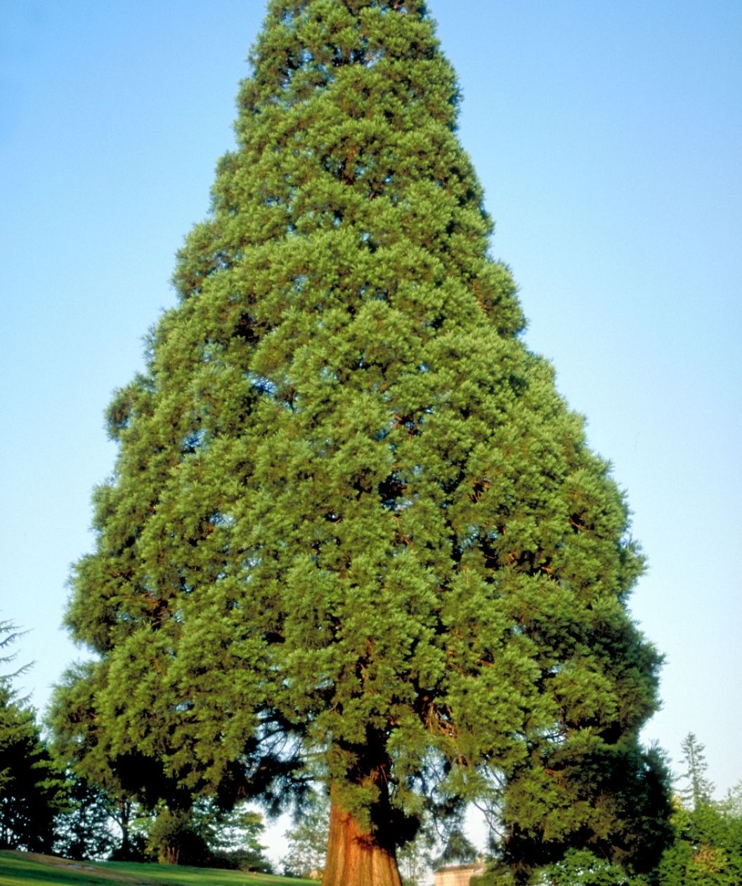 Giant Sequoia tree with a massive trunk and tall pyramidal evergreen canopy against a clear blue sky