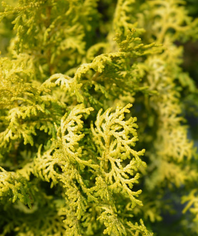 A closeup of the bright yellow, fern like evergreen foliage of the Fernspray Gold Hinoki Cypress