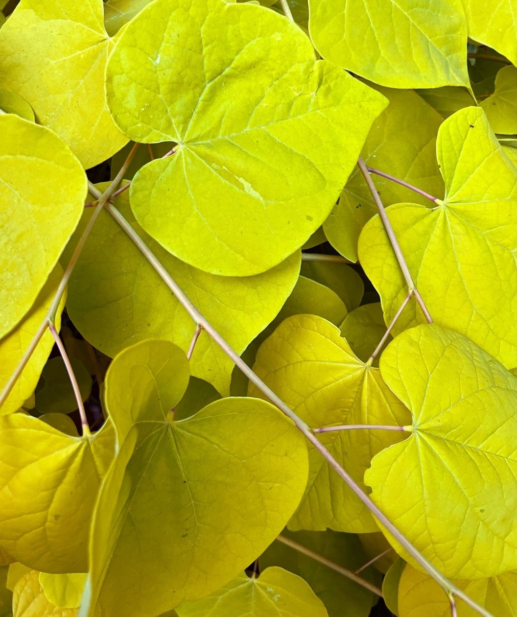 Close up of the bright yellow, heart-shaped leaves of the Golden Falls Redbud