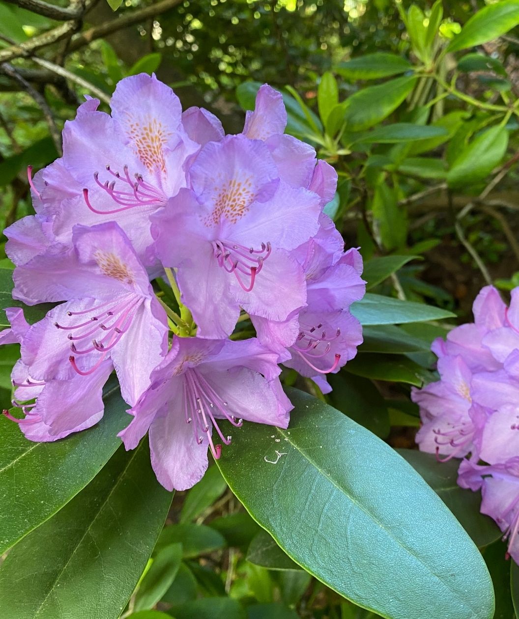 Close-up of Grandiflorum rhododendron blossoms in soft lavender with golden-speckled throats and long pink stamens, set against glossy dark green evergreen leaves.