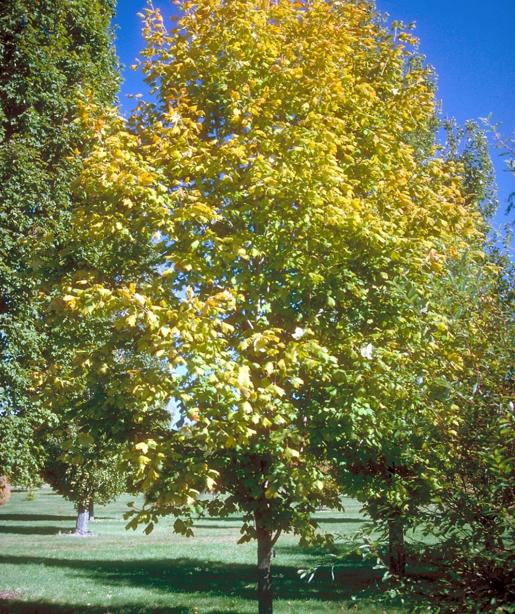 Green Column Black Maple