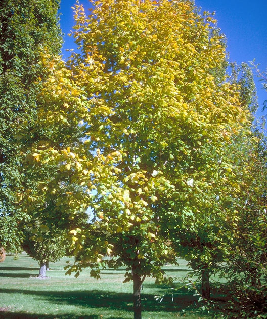 Green Column Black Maple | Bower & Branch
