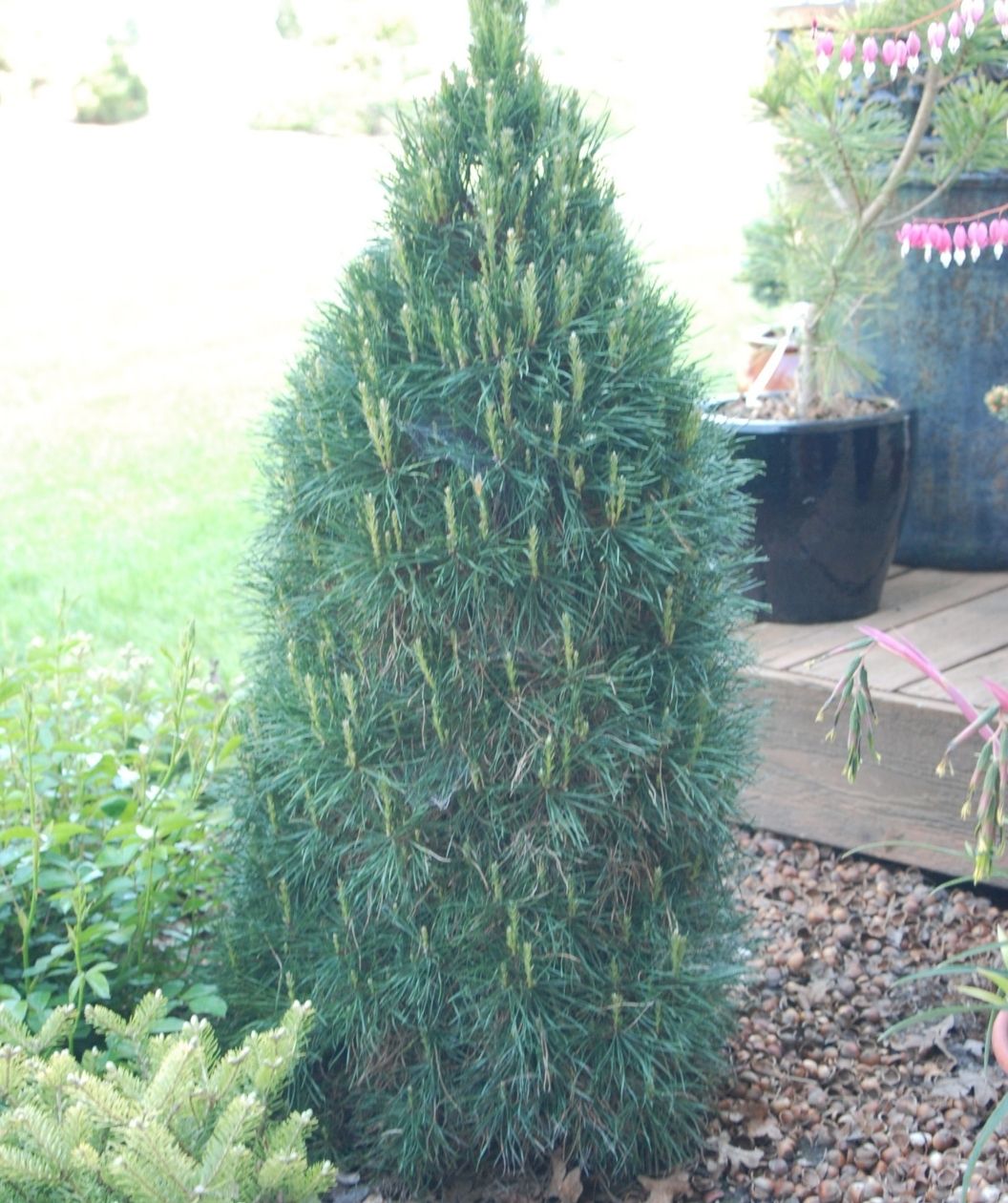Green Penguin Scotch pine with a compact, cone-shaped form and dense blue-green needles, growing in a landscaped bed near a porch and large planters.