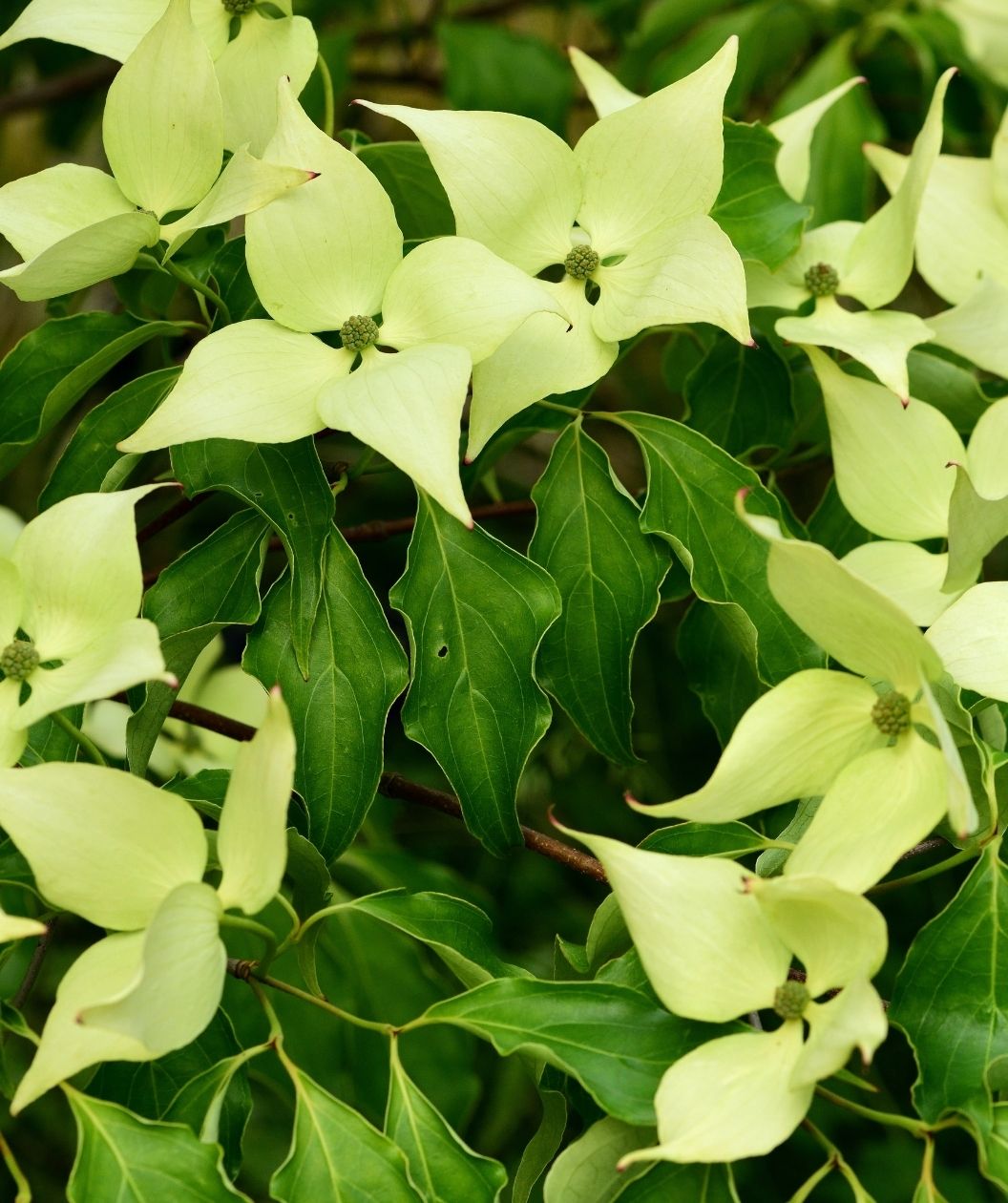 Close-up of Greensleeves Japanese dogwood showing creamy pale green flower bracts with small round centers, set among rich green leaves.