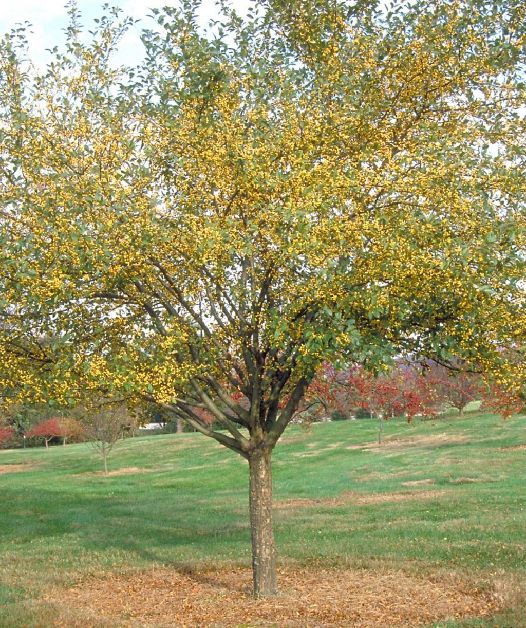 Mature Harvest Gold Crabapple planted in the landscape showing the yellow berries and small green leaves